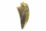 Serrated, Raptor Tooth - Real Dinosaur Tooth #81812-1
